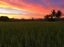 red sky on a rice field in Carcar Cebu Philippines  x