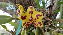 Red-spotted yellow Doritaenopsis hybrid 