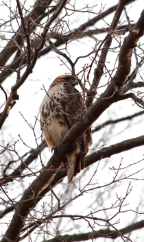 Red Tailed Hawk-Buteo jamaicensis