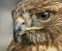 Red-tailed Hawk Buteo jamaicensis
x