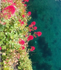 Red Valerian  on harbour wall Looe Cornwall next to clear blue harbour water June 