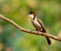 Red-whiskered Bulbul from India 