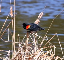 Red-winged Blackbird Photo credit to Kelly Flannagan