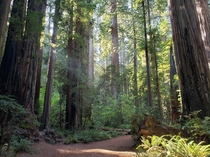 Redwood grove in Jed Smith State Park CA USA 