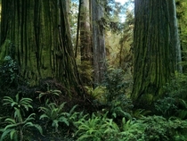 Redwood National Park California 