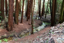 Redwoods of Point Reyes 