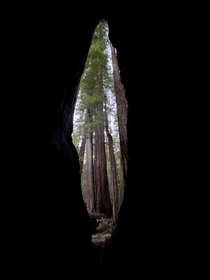 Redwoods State Park California Im Inside of a redwood OC 