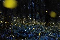 Rei Ohara captures fireflies on film