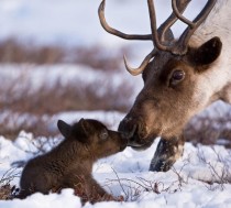 Reindeer Father and Son x-post from rpics
