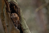 Resting Owl in a tree