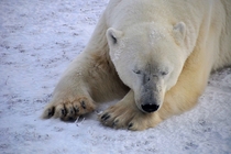 Resting polar bear ursus maritimus in Churchill 