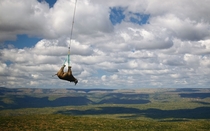 Rhino being airlifted to a new  hectare home in Kwa Zulu Natal as part of the Black Rhino Range Expansion Project in South Africa  Photo by Green RenaissanceBarcroft Media
