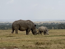 Rhinoceros and baby grazing