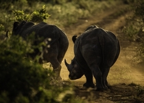 Rhinos in Kenya   armed guards to protect  animals on the preserve  OC