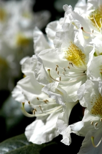 Rhododendron Cunninghams White 