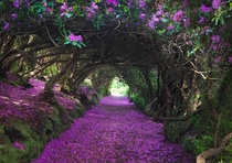 Rhododendron forest in Ireland 