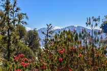 Rhododendron in Himalayas From my trek right before the lock down Uttarakhand India  X  