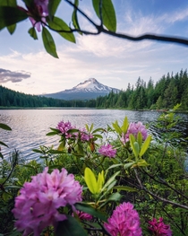 Rhododendrons at Trillium Lake Oregon  IG travelswitheresa