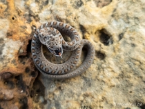 Rhombic Egg-Eater Dasypeltis scabra striking at me its harmless though