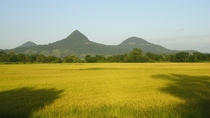 Rice fields in So Joo do Polsine RS Brazil 