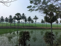 Rice Paddies and Palms Kovvur IN