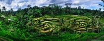 Rice terraces just before harvest Tegalalang Bali 