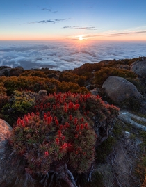 Richea scoparia on kunanyiMt Wellington - Tasmania Australia  IG eagleeyetas