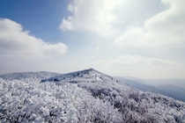 Rime on Mt Taebaek South Korea 
