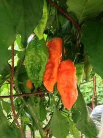 Ripe Ghost Chilies grown in southern VA 
