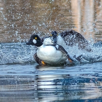 Rites of spring as Common Goldeneye drakes battle it out for the girls