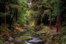 River at Whangarei Falls Scenic Reserve New Zealand 