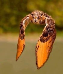 Rock Eagle Owl 