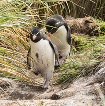 Rock Hopper Penguins demonstrating their peculiar high-stepping way of walking West Point Island 