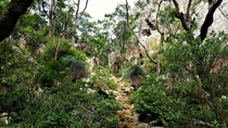 Rock Scramble up a gully Mt Maroon Queensland Australia OC