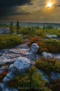 Rocky heathlands in the Allegheny Highlands Northern boreal forest here in the mid Atlantic states US 