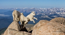 Rocky Mountain Goat kids jumping and playing at  feet 
