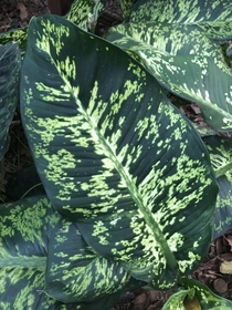 Rorschach Test Dieffenbachia Leaf 