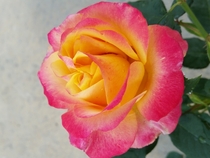 Rosa Fiji