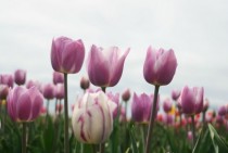 Rosalie Tulips to brighten your spring day 