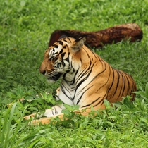 Royal Bengal tiger taking a nap