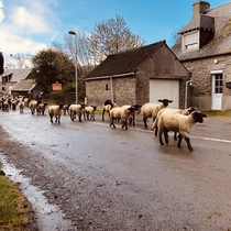 Running of the Sheep Mont Saint-Michel