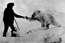 Russian man feeding a polar bear and his cubs with milk  