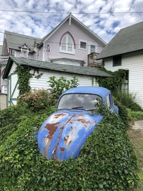 Rusty overgrown VW in someones front yard on Marthas Vineyard OC