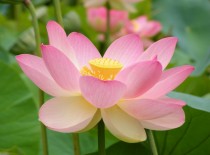 Sacred Lotus Nelumbo nucifera 