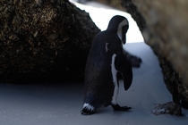 Sad penguin Boulders Beach Cape Town