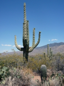 Saguaro Cactus Saguaro National Park AZ 