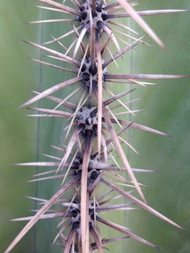 Saguaro cactus spines Outside of Phoenix AZ 