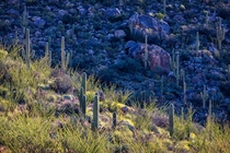 Saguaros and Ocotillos in the Morning Sun Tucson AZ USA 