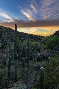 Saguaros Before Sunrise Tucson AZ USA 
