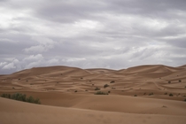 Sahara Desert after a night of heavy rain -  X  